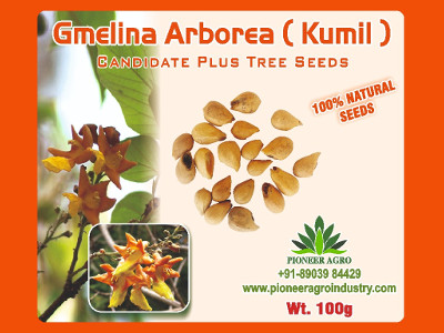 Gmelina Arborea